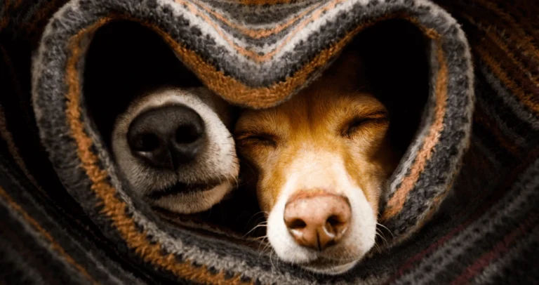 Twee-hondenkopjes-die-ingerold-zijn-met-een-sjaal-in-een-hartvorm